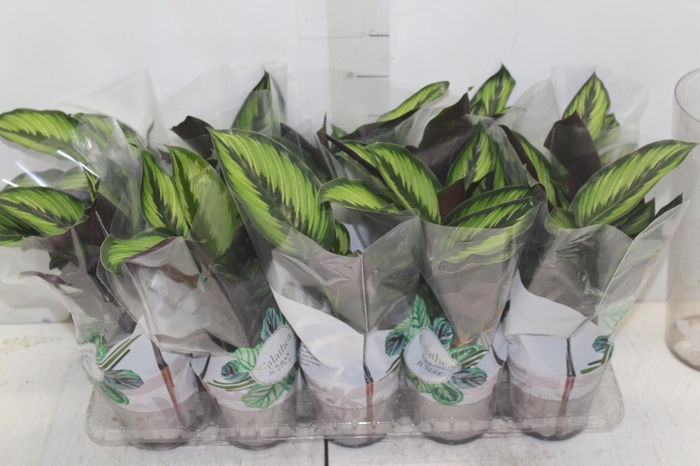 <h4>CALATHEA BEAUTYSTAR P12</h4>