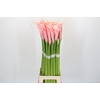 Zantedeschia Eydolls Salmon