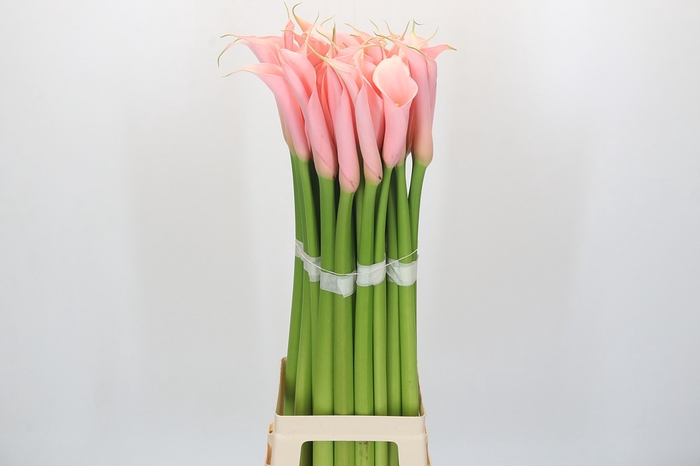 <h4>Zantedeschia Eydolls Salmon</h4>
