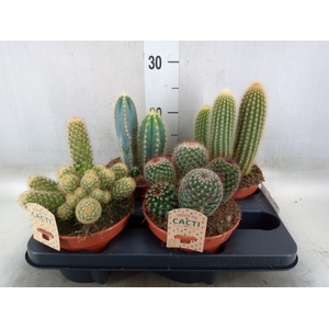 Cactus   ...mix