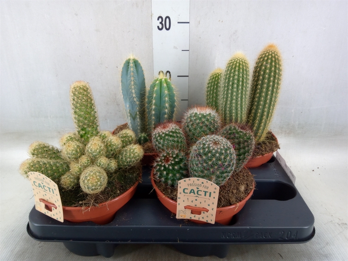 <h4>Cactus   ...mix</h4>