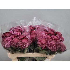 CHR G BIGOUDI PURPLE