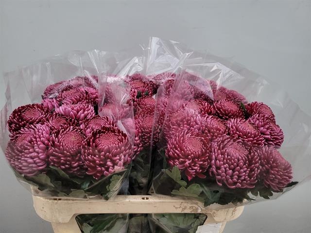 <h4>CHR G BIGOUDI PURPLE</h4>