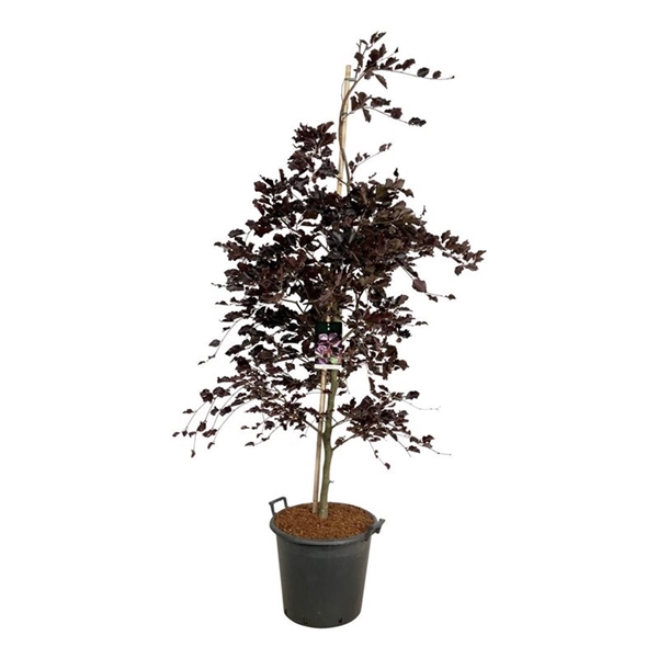 <h4>Fagus syl. 'Riversii'</h4>