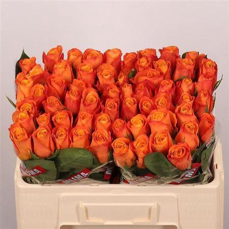 <h4>R Gr Confidential</h4>