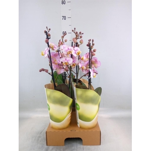 Phalaenopsis  'Corolla Beach'