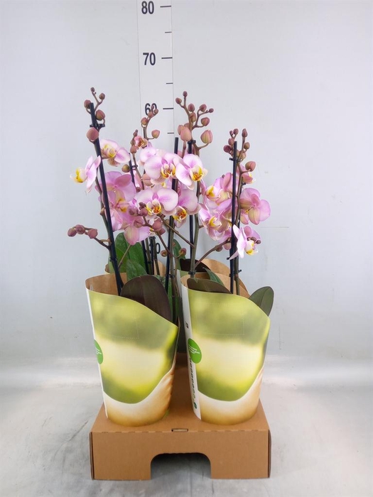 <h4>Phalaenopsis  'Corolla Beach'</h4>
