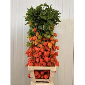 PHYSALIS LAMPION TAK