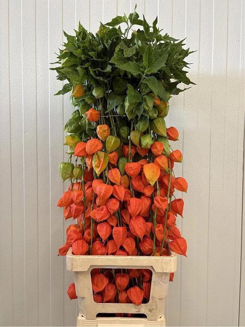 <h4>PHYSALIS LAMPION TAK</h4>