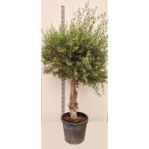 OLEA EUROPAEA