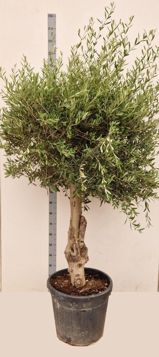 <h4>OLEA EUROPAEA</h4>