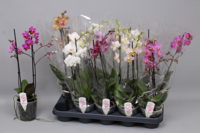 PHAL MF GEM 7 KL