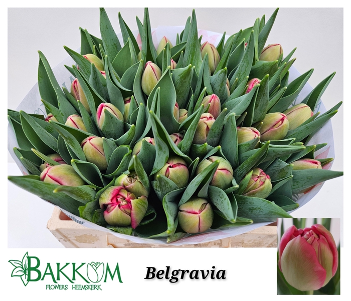 <h4>TU DU BELGRAVIA</h4>