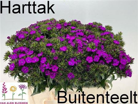<h4>Di Barb Am Neon Purp</h4>