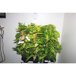 Epipr Mosstok Hicolor Golden Queen
