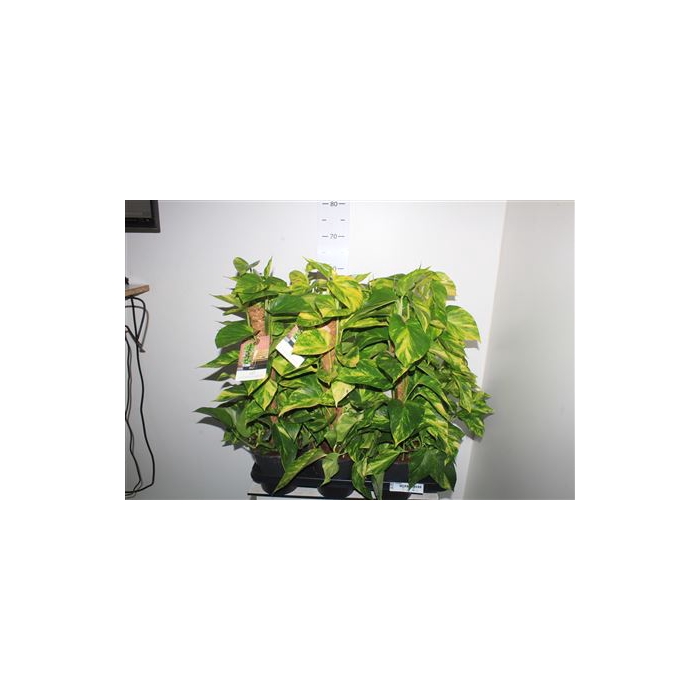 <h4>Epipr Mosstok Hicolor Golden Queen</h4>