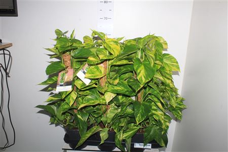 Epipr Mosstok Hicolor Golden Queen