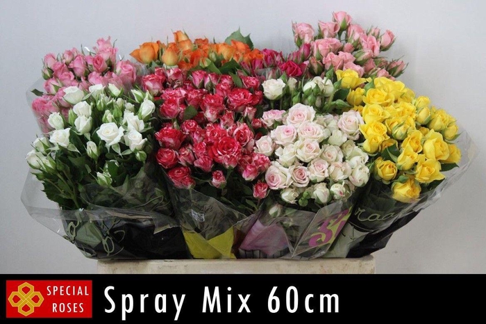 <h4>R Tr Gemengd In Fust 60cm</h4>