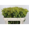 Leucadendron Pisa Spray
