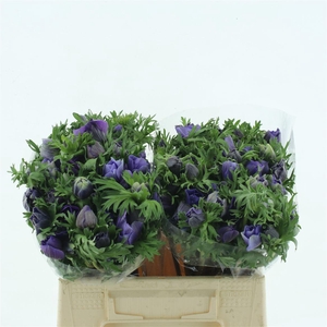 Anem Mistral Sr Blue Extra