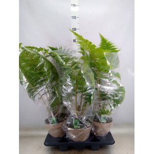 Cyathea australis