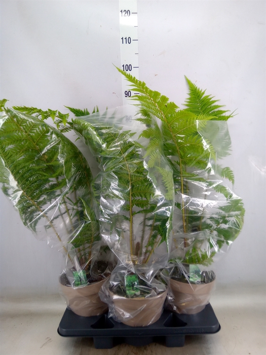 <h4>Cyathea australis</h4>