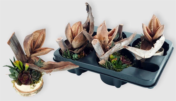 <h4>Arr.  Succulents L%</h4>