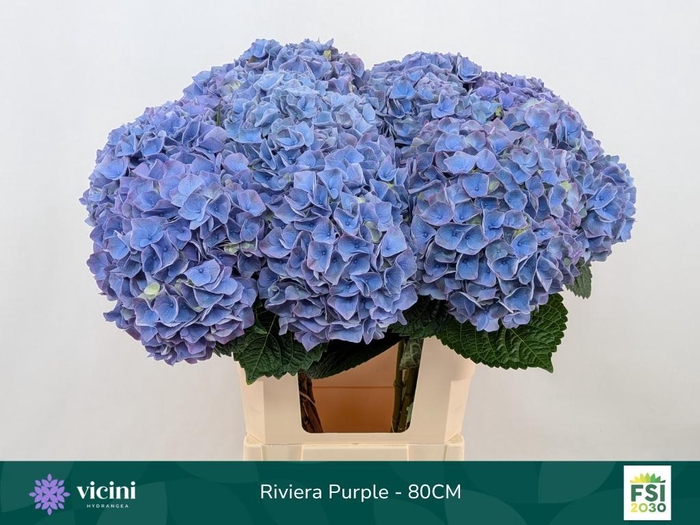 <h4>HYDR M MY RIVIERA</h4>