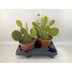Opuntia microdasys var. pallida