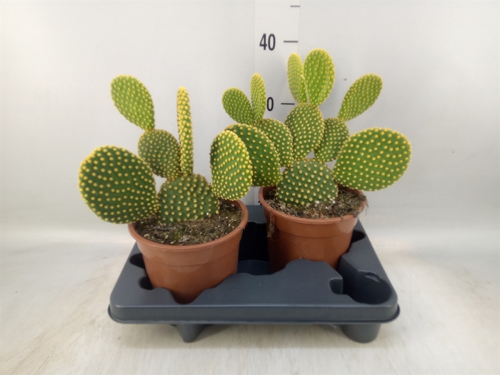 <h4>Opuntia microdasys var. pallida</h4>