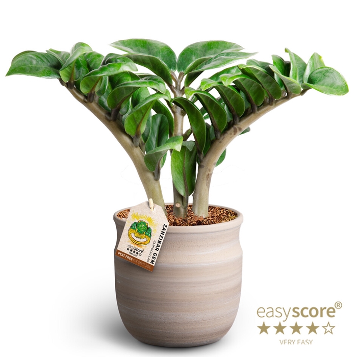 ZAMIOCULCAS ZAMIIFOLIA P12