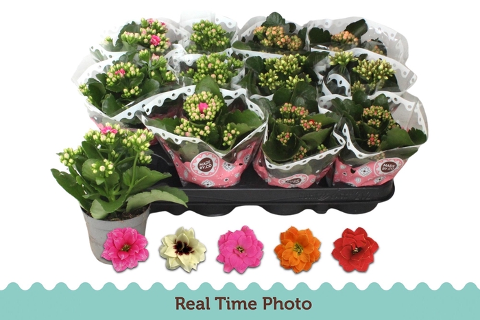 Kal Ge Gem 5 Kl