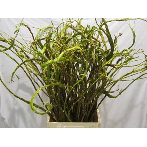 SALIX SEKKA BANDWILG x 10 TAK