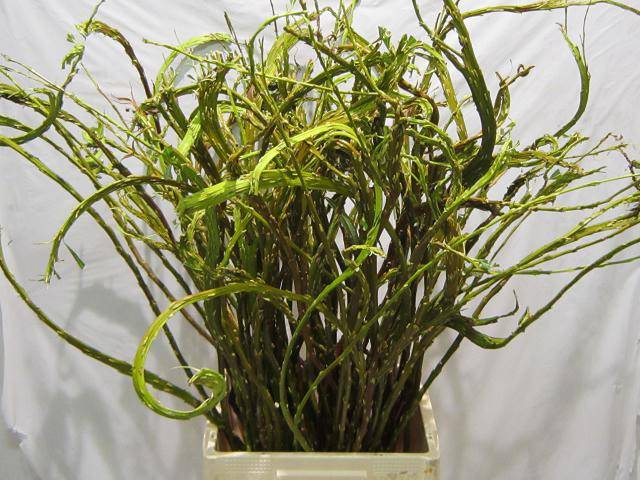 <h4>SALIX SEKKA BANDWILG x 10 TAK</h4>