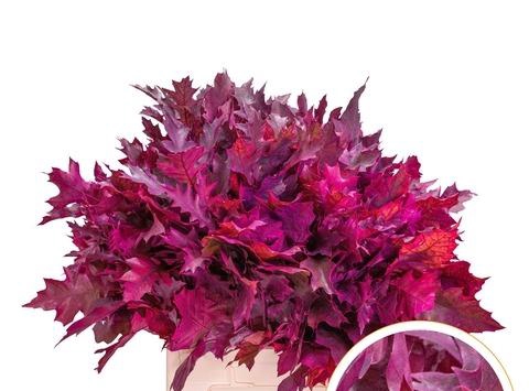 <h4>QUERC RUBRA 60CM FROST ERICA</h4>