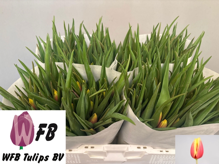 <h4>TU EN JAN SEIGNETTE</h4>