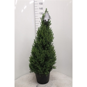 Picea glauca 'Conica' grijze pot P32 H130 potgedrukt