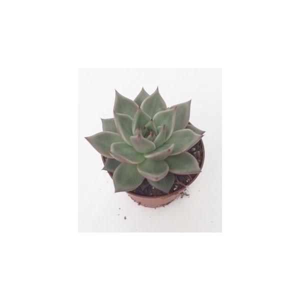 <h4>Echeveria Sirius</h4>