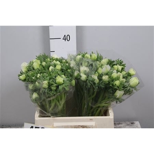 Anem Co Mar White