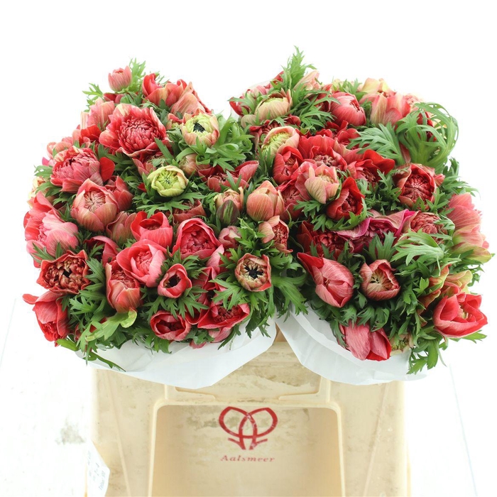 <h4>Anem Co Fstar Gl Red Super</h4>