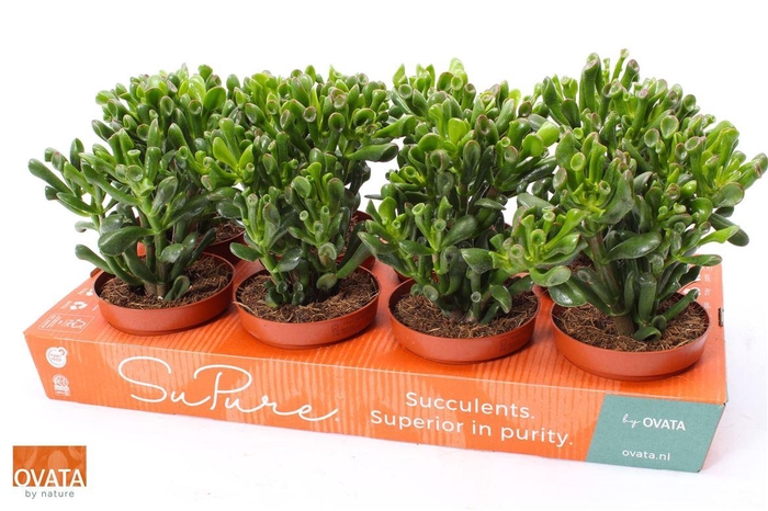 <h4>arr8 Crass Ov Trompet</h4>