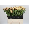 Paeonia Dr F.G. Brethour