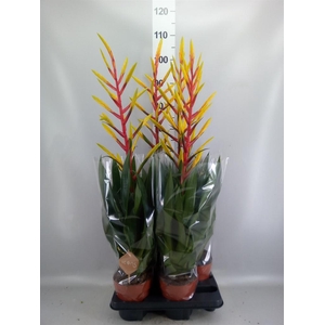 Tillandsia  'Luminosa'