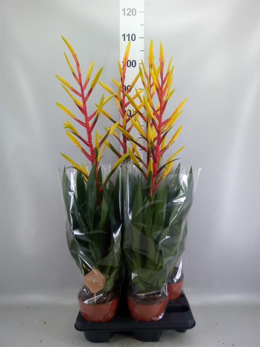 <h4>Tillandsia  'Luminosa'</h4>