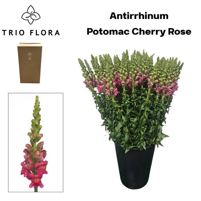 <h4>ANTIR POTO CHER ROSE Aqua Box 120</h4>