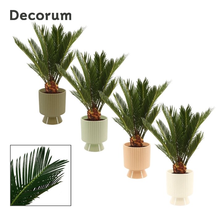 <h4>Cycas Revoluta 12 cm Decorum, 6+ veren in Marly (Silent moods-co</h4>