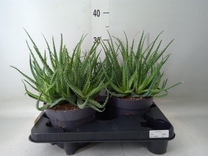 <h4>Aloe humilis</h4>