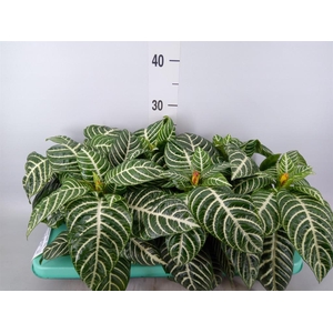 Aphelandra squar. 'Dania'