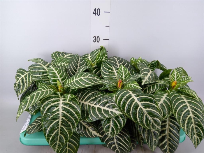 <h4>Aphelandra squar. 'Dania'</h4>
