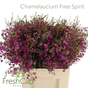 Chamelaucium Free Spirit
